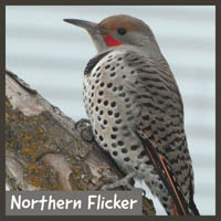 Northern Flicker